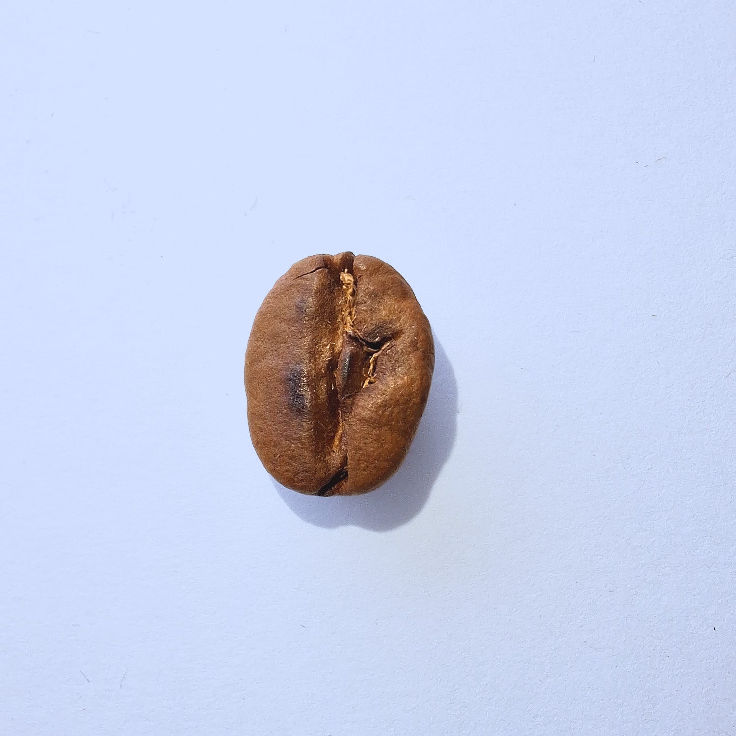 Einzelne Kaffeebohne Makro-Fotografie – Specialty Coffee Detailaufnahme auf hellblauem Hintergrund