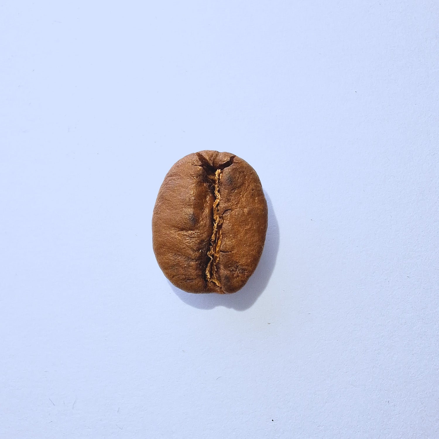 Einzelne Kaffeebohne Makro-Fotografie – Specialty Coffee Detailaufnahme auf hellblauem Hintergrund