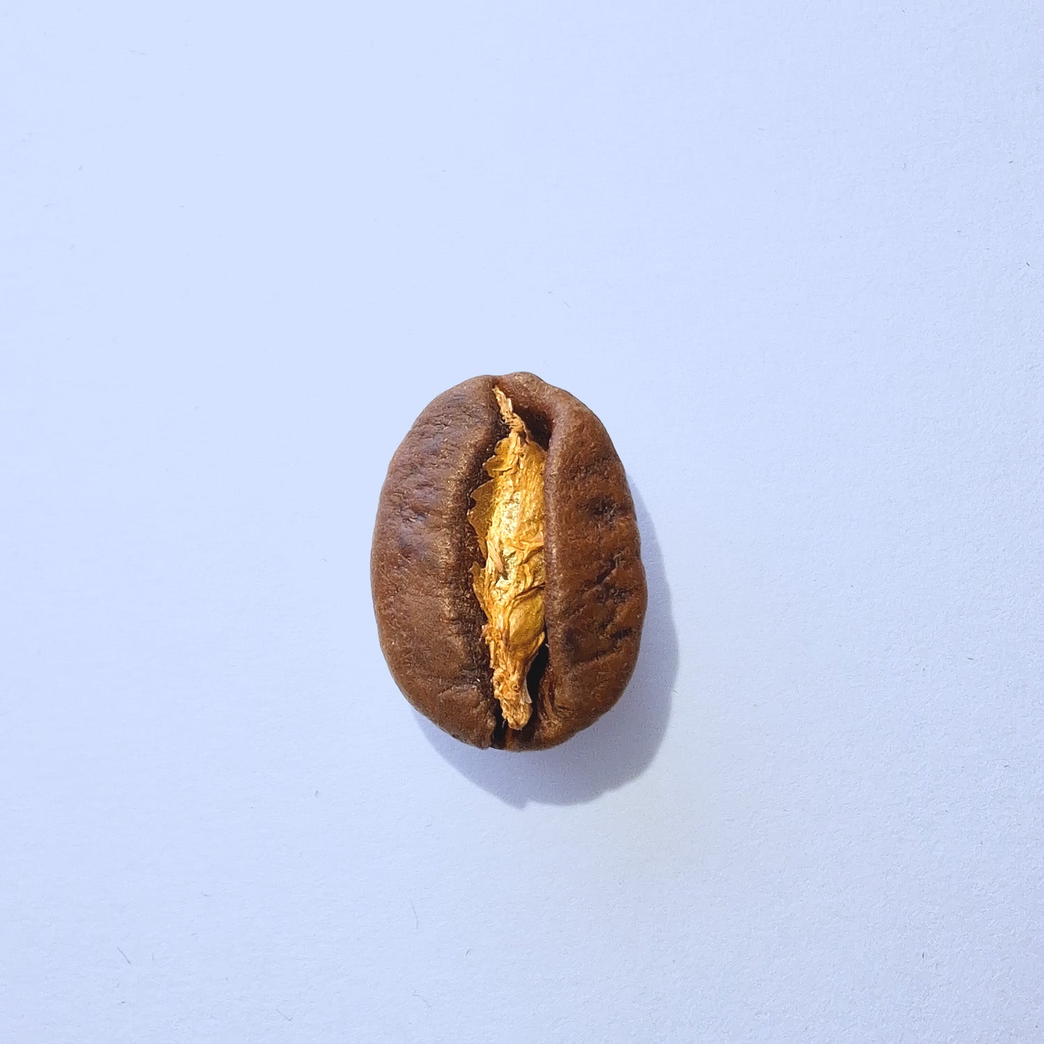 Einzelne Kaffeebohne Makro-Fotografie – Specialty Coffee Detailaufnahme auf hellblauem Hintergrund