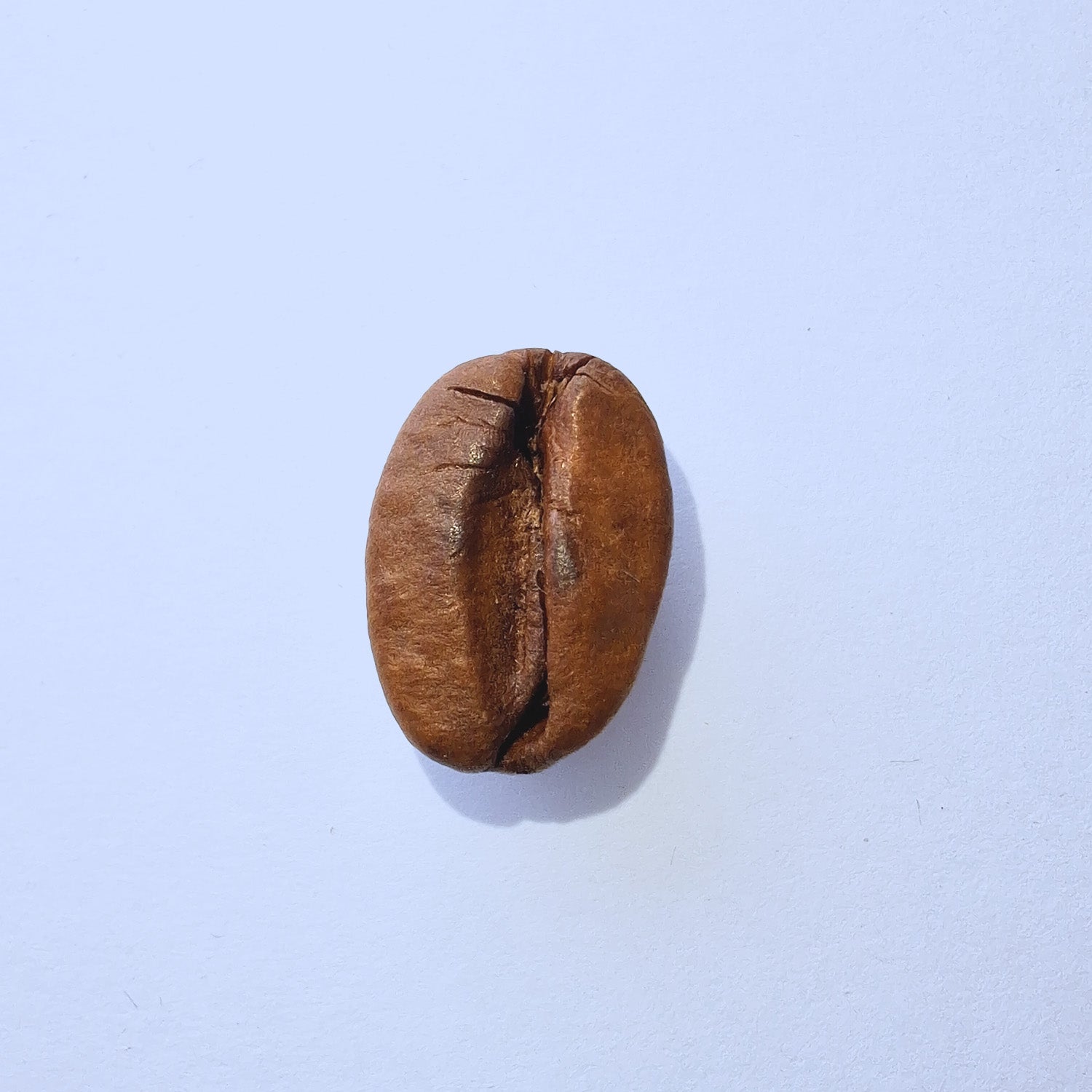 Einzelne Kaffeebohne Makro-Fotografie – Specialty Coffee Detailaufnahme auf hellblauem Hintergrund