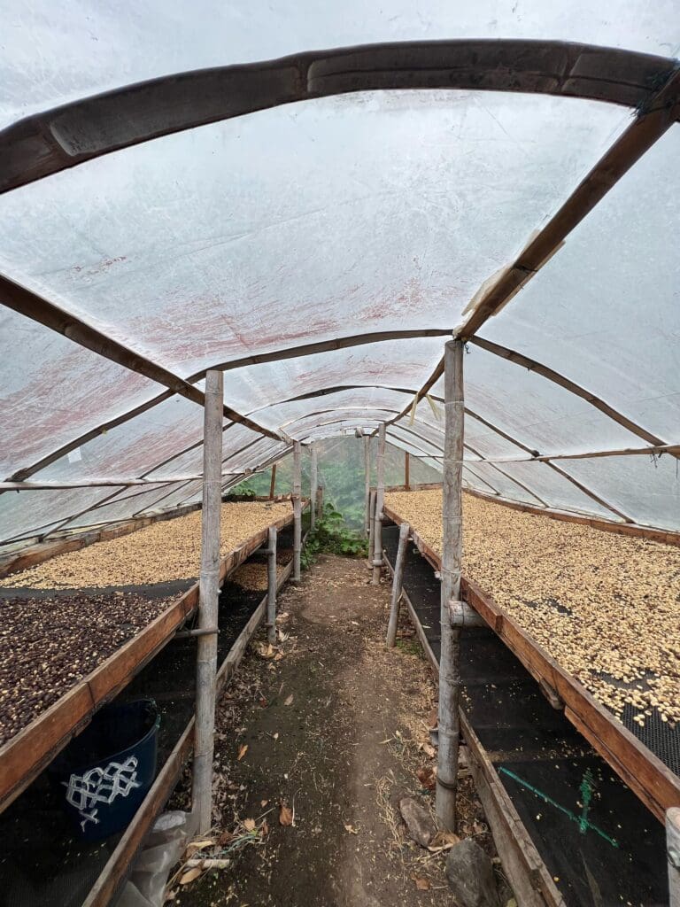 Kaffeegärten der Inga-Gemeinschaft im Resguardo Aponte Nariño auf 2.150 m Höhe – Honey Caturra für 19grams Specialty Coffee