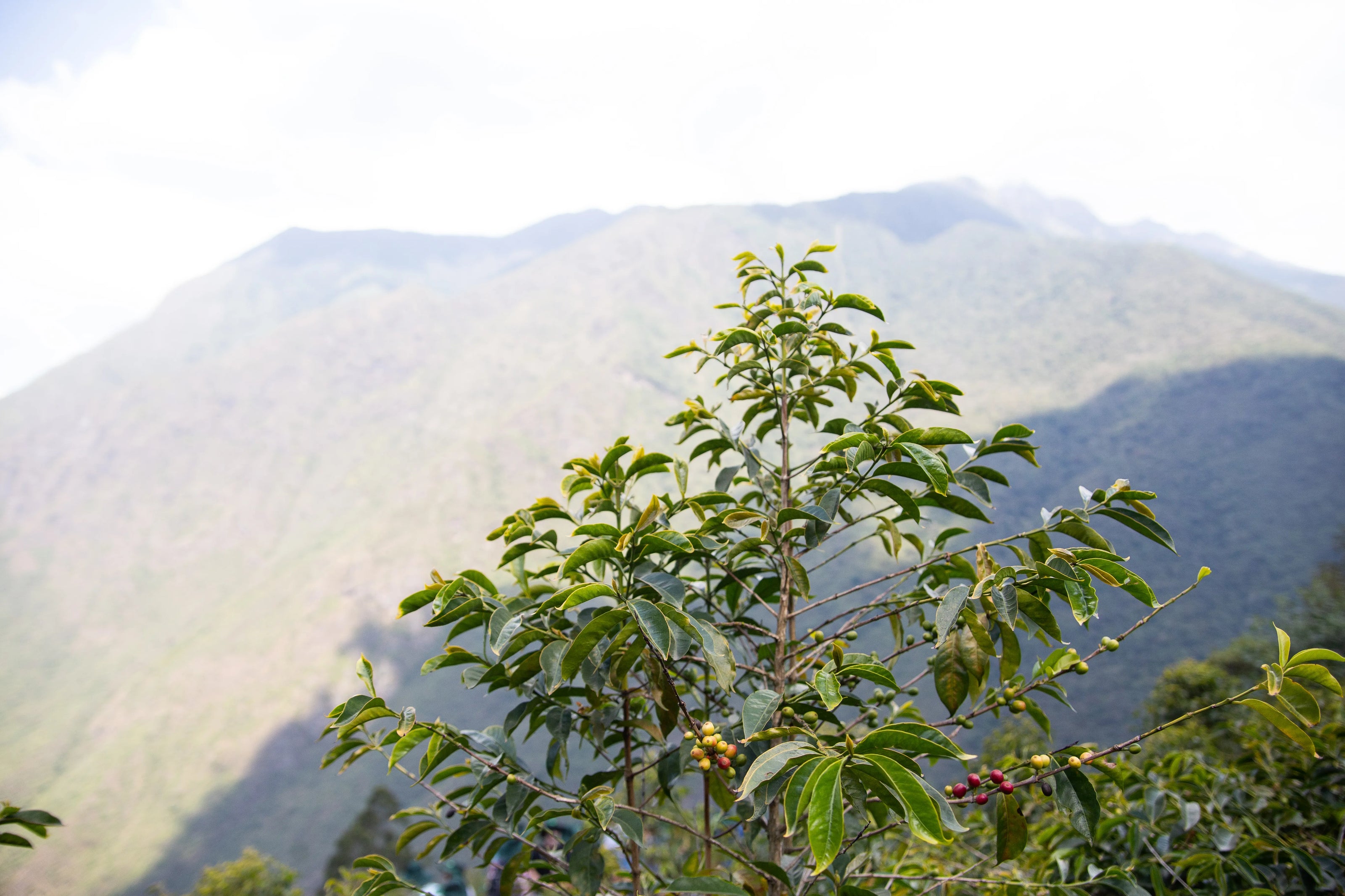 Bolivien Ayni – Kaffeeplantage Herkunftsfoto Specialty Coffee