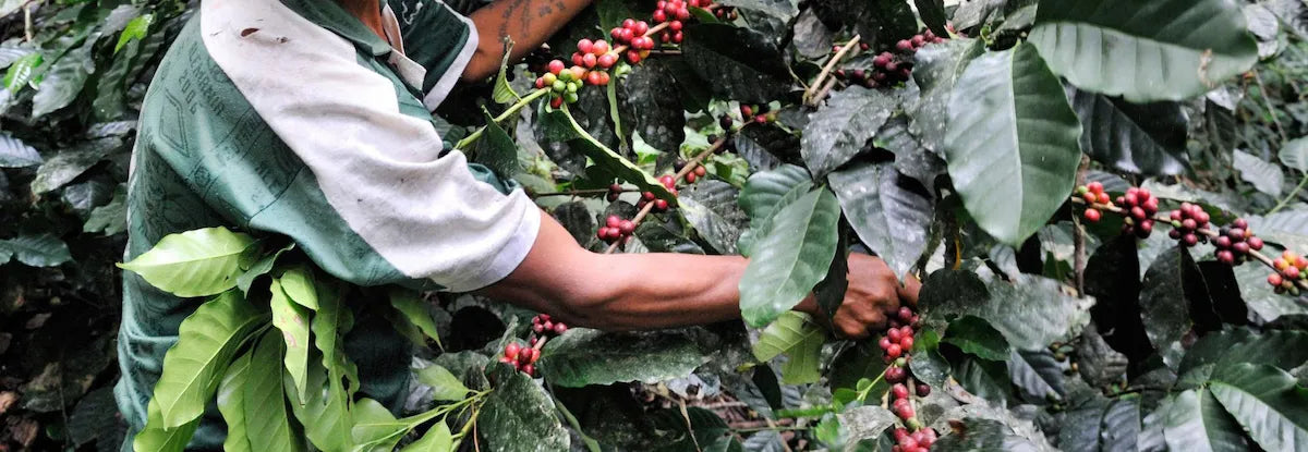 Bolivien Ayni – Kaffeefarm Terrassenanbau Herkunftsfoto Specialty Coffee