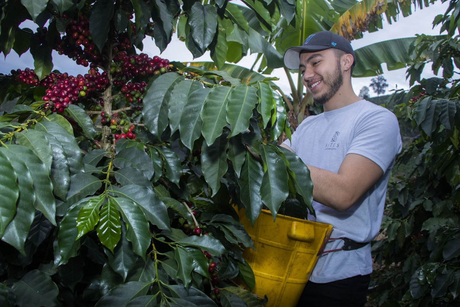 Kaffeefarmer am Kaffeekirschen ernten