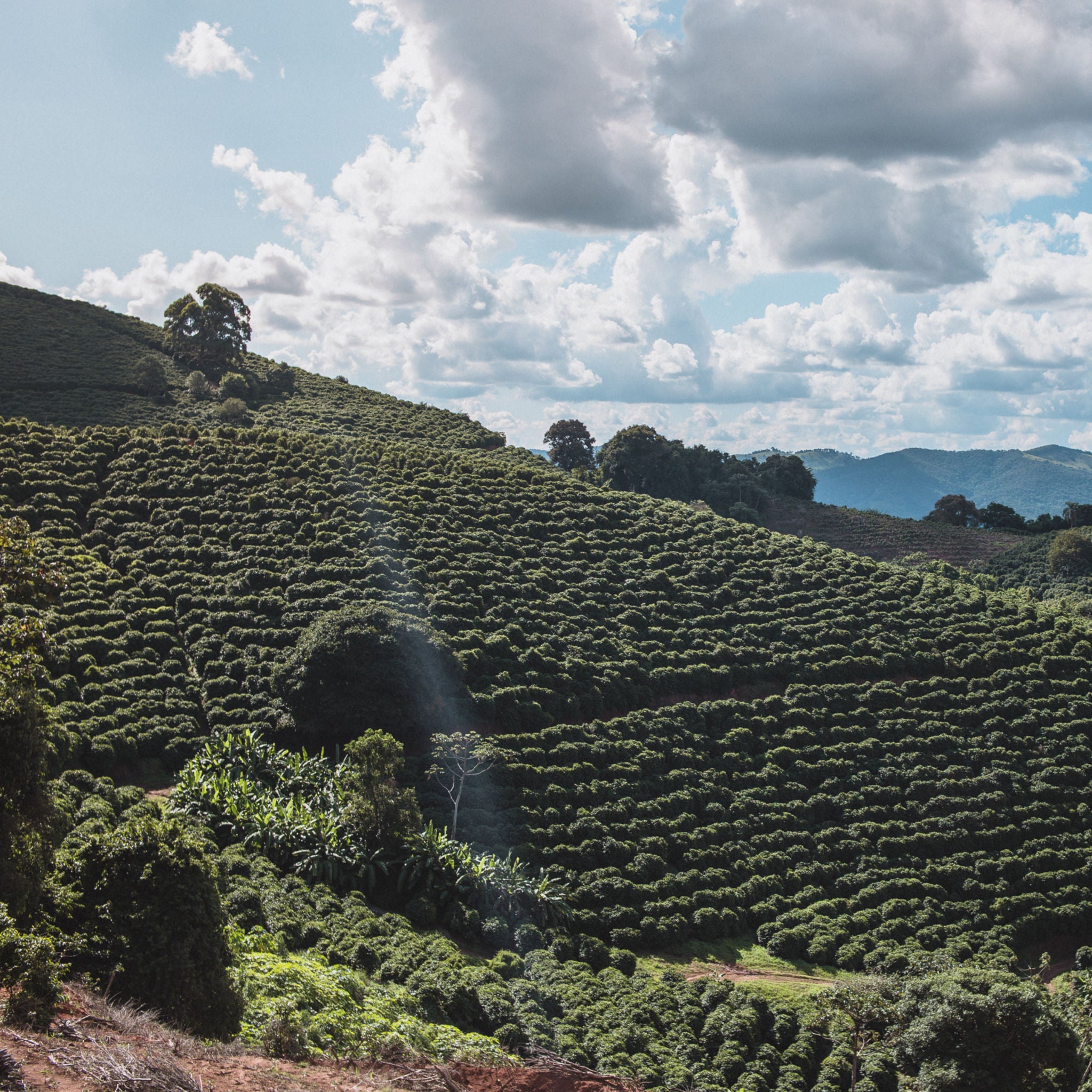 Brasilien Fazenda Sertao – Kaffeefarm Panorama Herkunftsfoto Specialty Coffee