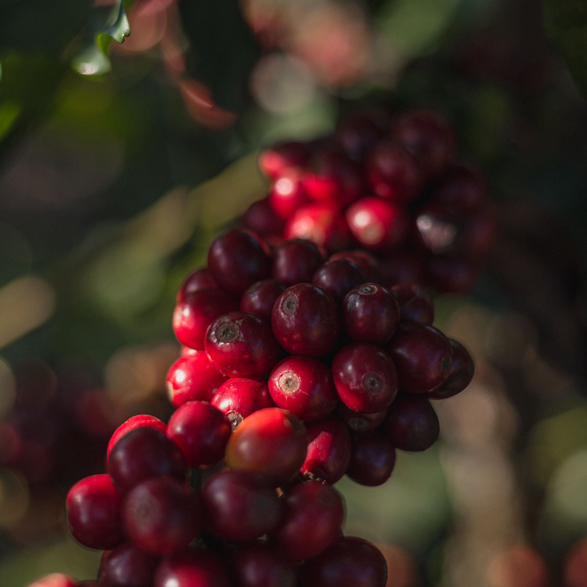 Brasilien Fazenda Sertao – Kaffeebohnen Nahaufnahme Herkunftsfoto Specialty Coffee