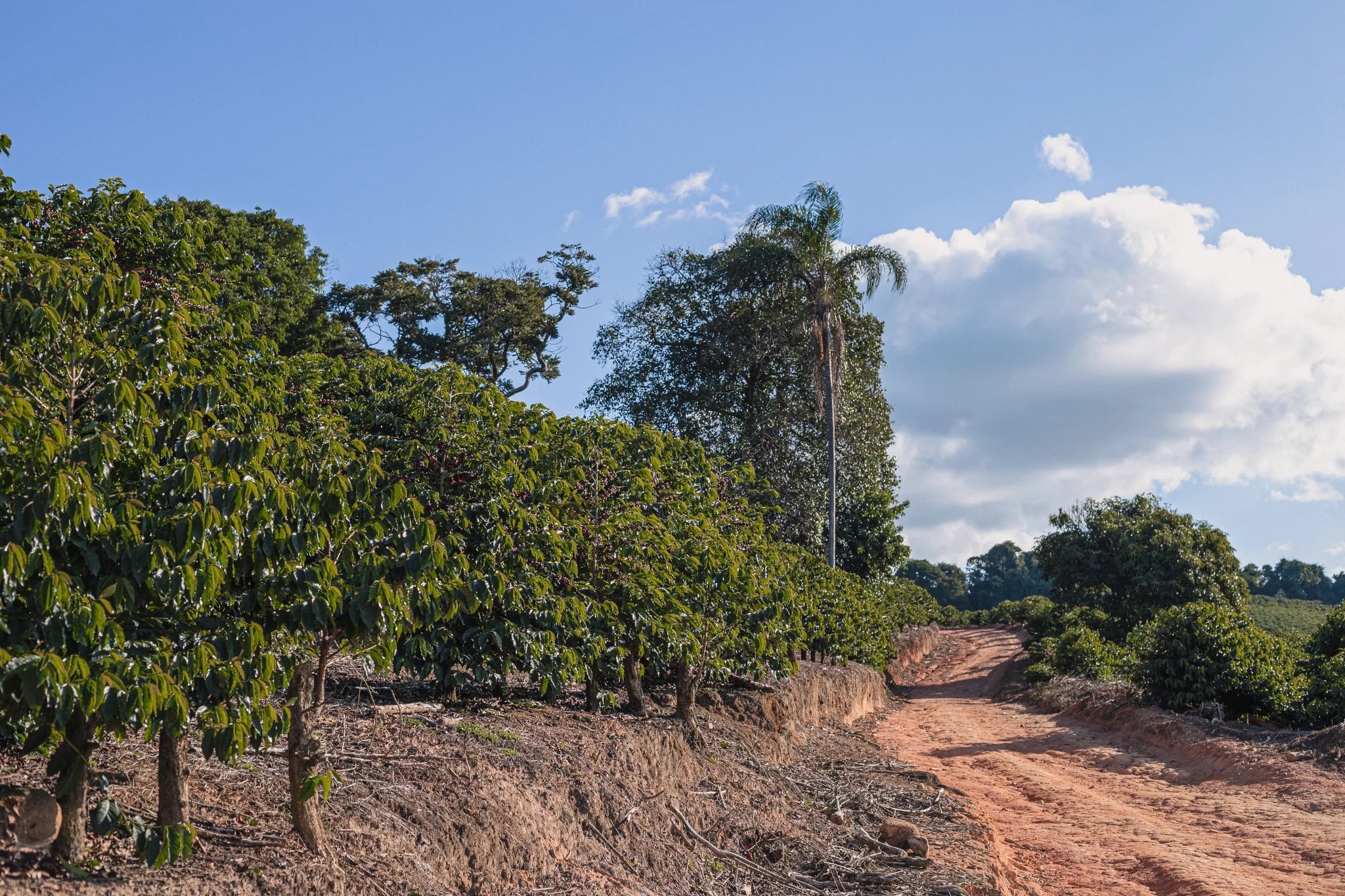Brasilien Fazenda Sertao – Trockenbetten Kaffeebohnen Herkunftsfoto Specialty Coffee
