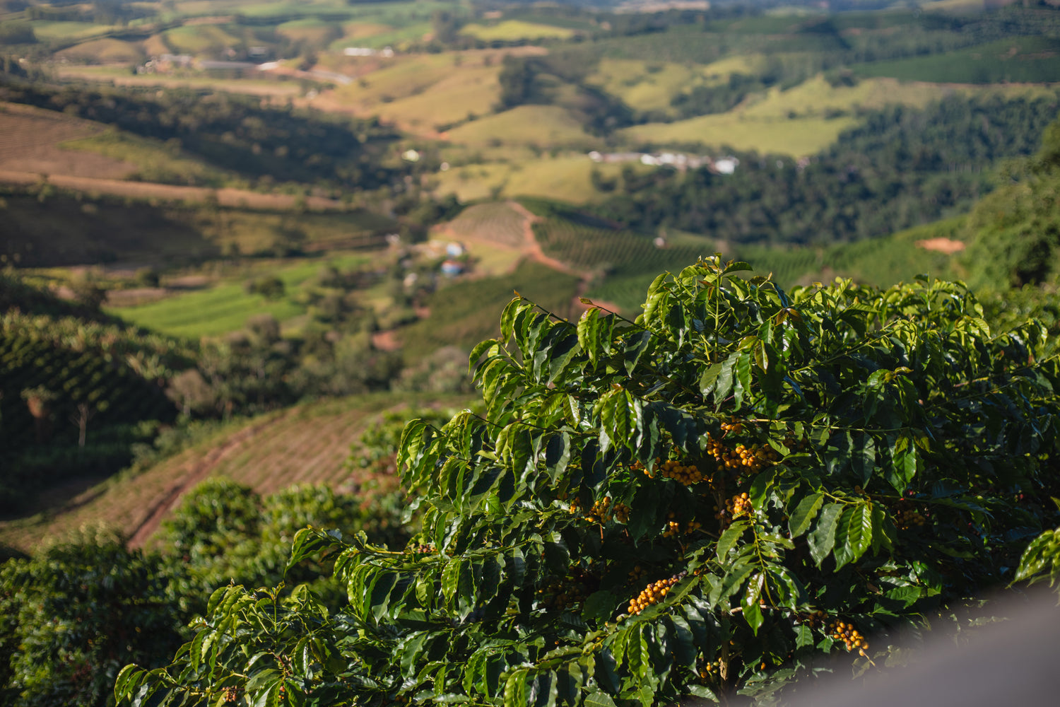 Brasilien Fazenda Sertao – Kaffeepflanzung Detailaufnahme Herkunftsfoto Specialty Coffee