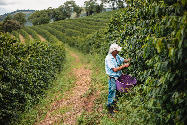 Brasilien Fazenda Sertao – Kaffeeplantage Herkunftsfoto Specialty Coffee