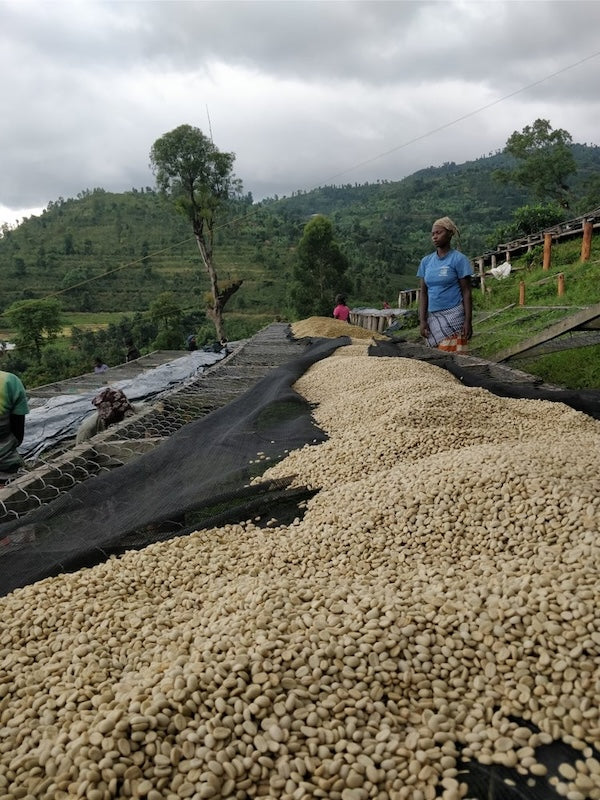 Kaffee auf Trocknungstischen (Raised Beds) der Farm Bugoyi in Ruanda – Specialty Coffee Trocknung für 19grams