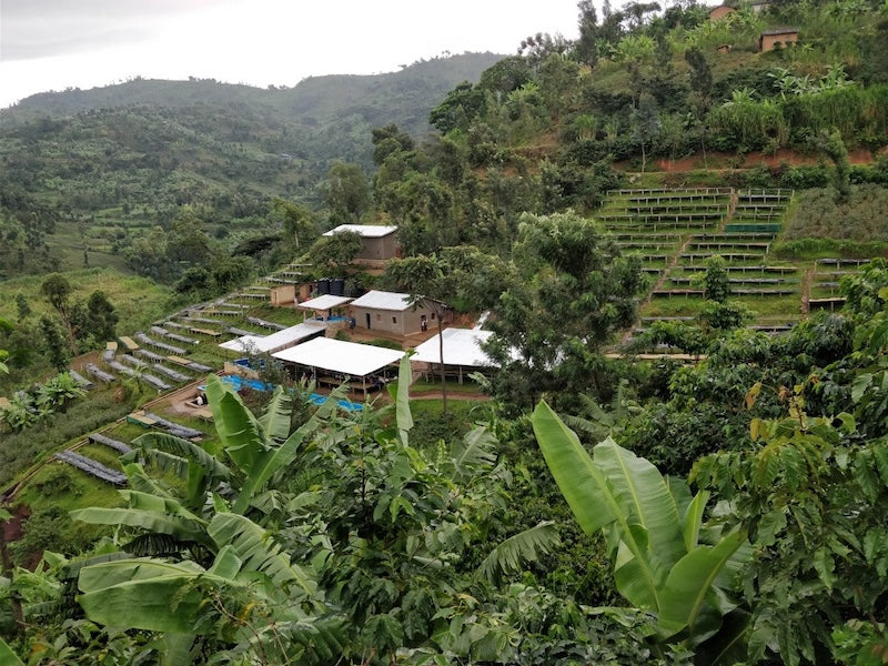Bugoyi Nassaufbereitung in Ruanda – Washing Station der Farm Bugoyi für 19grams Specialty Coffee aus Ruanda