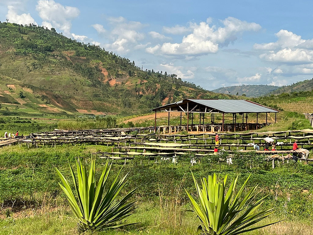 Burundi Shikankoni Kaffeefarm – Kaffeepflanzung Herkunftsfoto Specialty Coffee