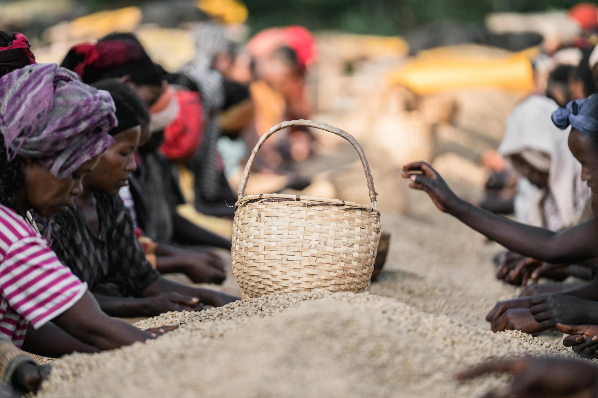 Äthiopische Kaffeebäuerinnen beim Sortieren von Grünkaffee auf Trocknungsbetten – 19grams Specialty Coffee Chelchele