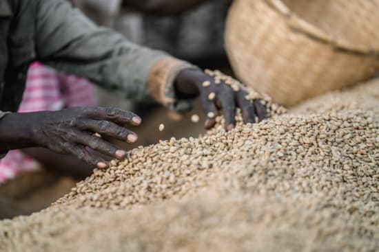 Grünkaffee Sortierung per Hand in Äthiopien Chelchele – 19grams Specialty Coffee Qualitätskontrolle