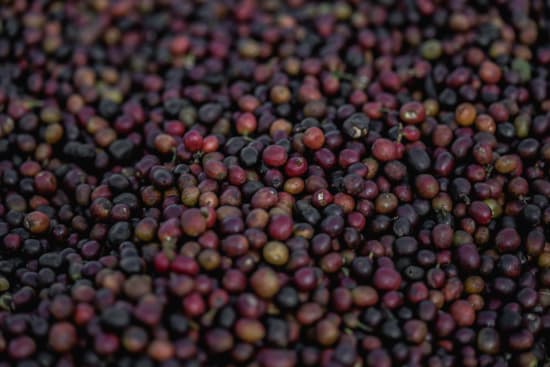 Geerntete Kaffeekirschen aus Äthiopien Chelchele – Specialty Coffee Rohkaffee bei 19grams
