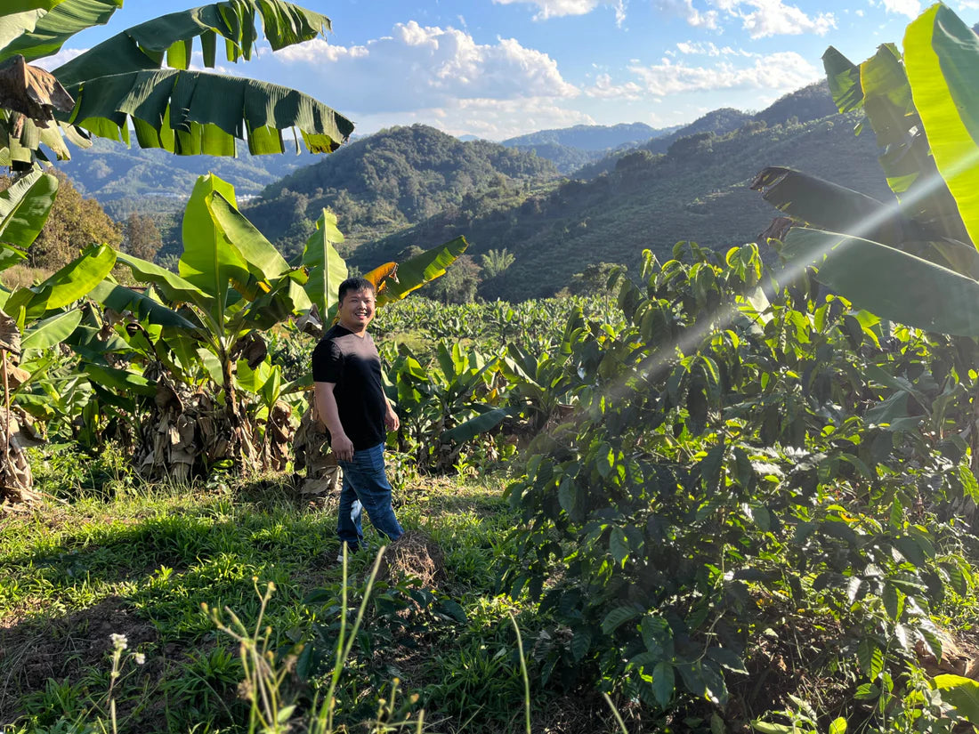 China Yunnan Gui Ben – Kaffeebauer auf der Kaffeefarm mit Bergpanorama Specialty Coffee bei 19grams