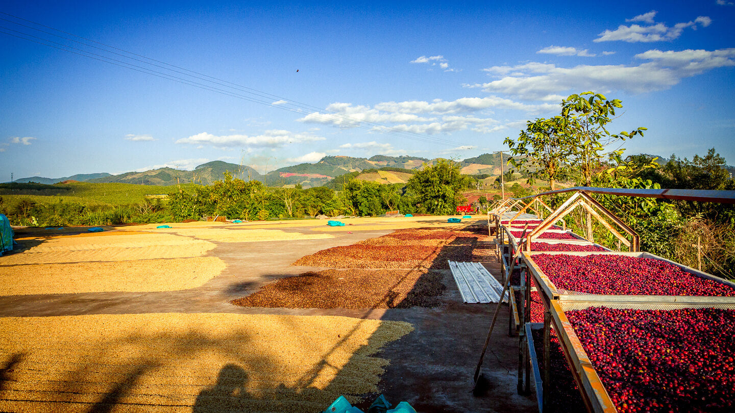 China Yunnan Gui Ben – Kaffeekirschen auf Trocknungstischen Kaffeefarm Herkunftsfoto bei 19grams