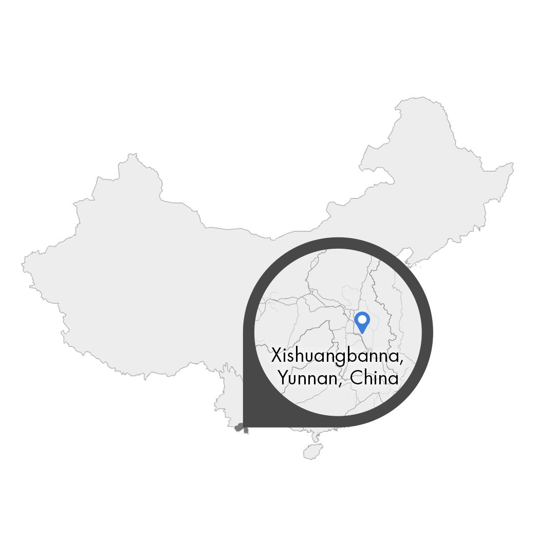 China Yunnan Xishuangbanna – Kaffeeplantage Specialty Coffee Herkunftsfoto