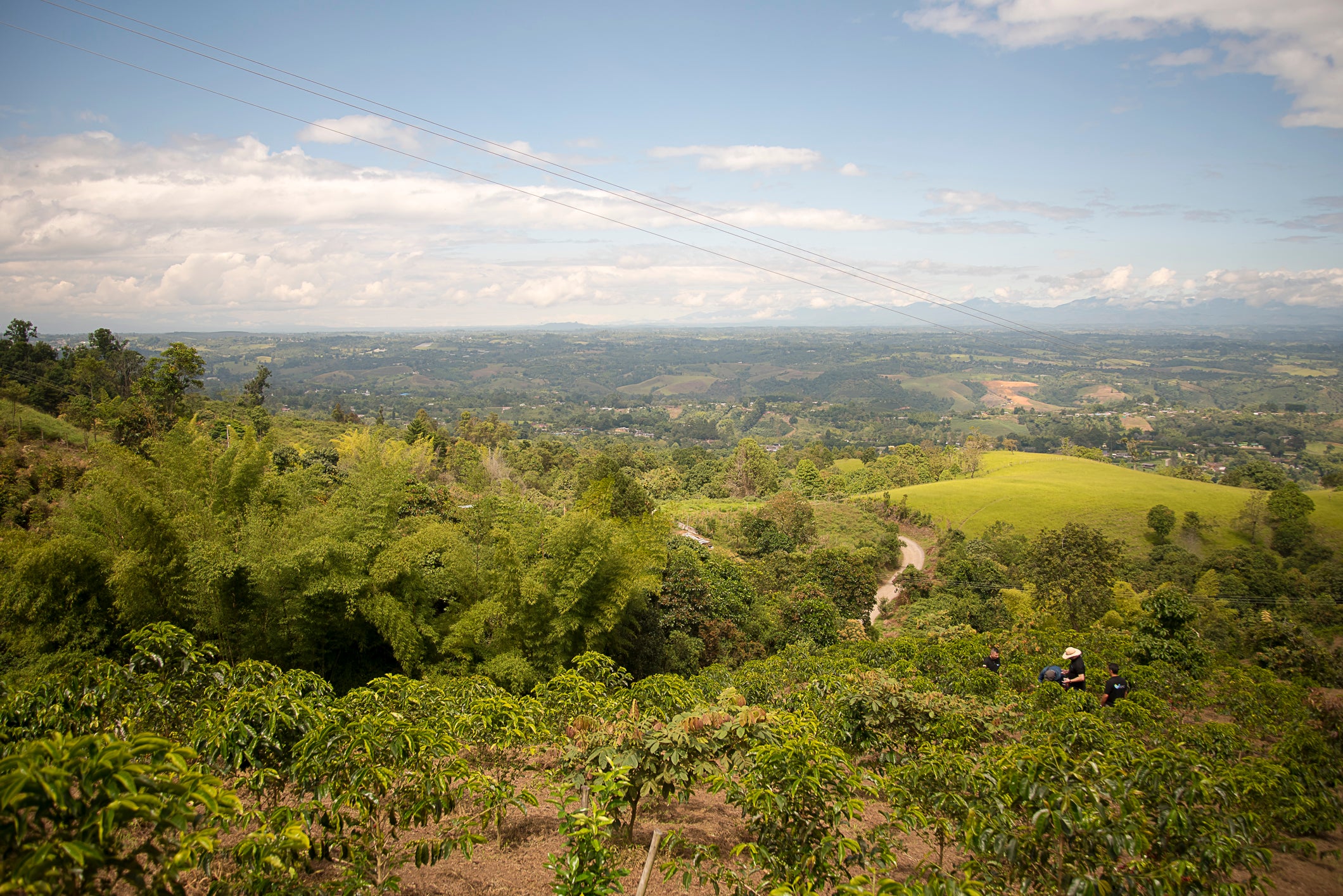 Coffee Trees El Paraiso Kolumbien
