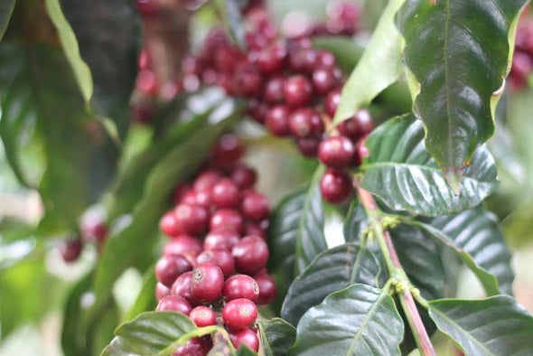 Costa Rica Fincas Arias – Kaffeeverarbeitung Specialty Coffee Herkunftsfoto