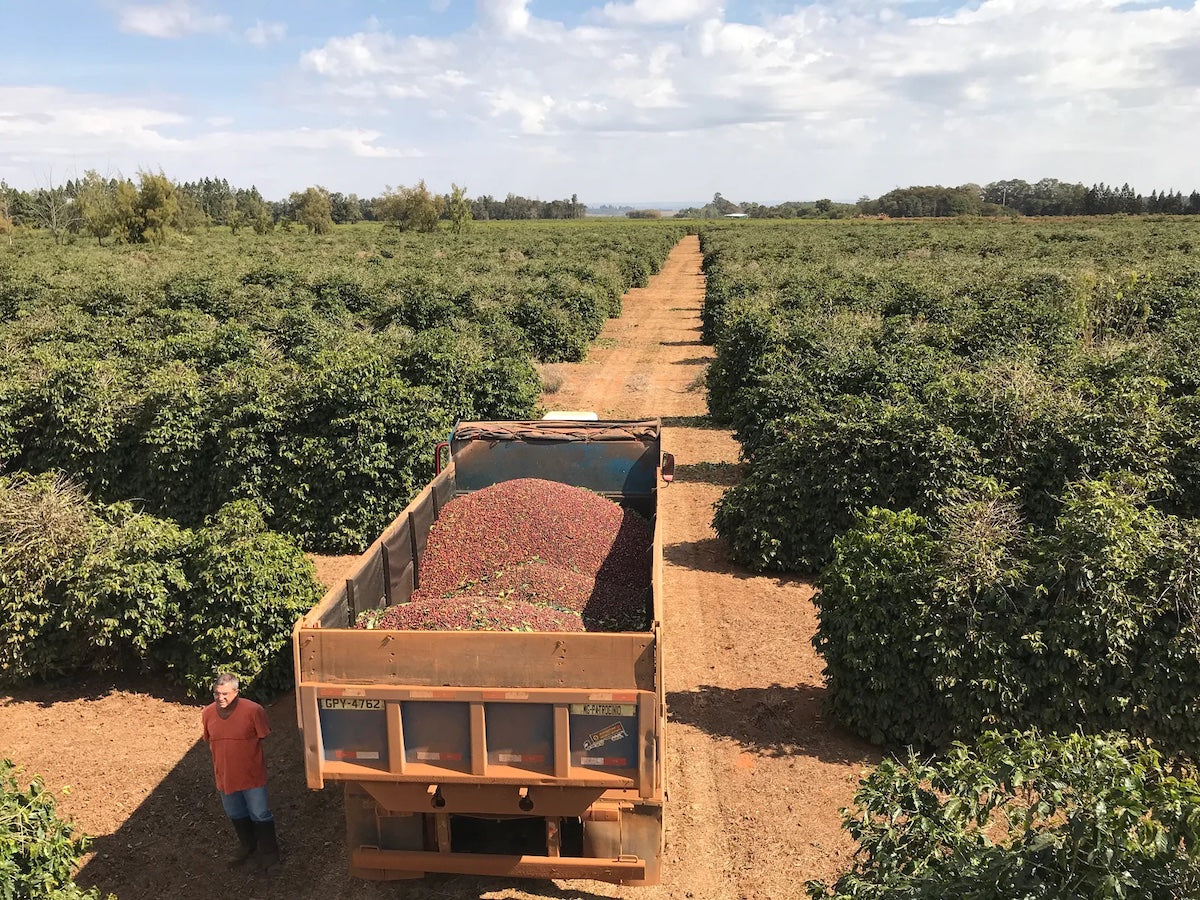 Daterra Harvest in Brasil