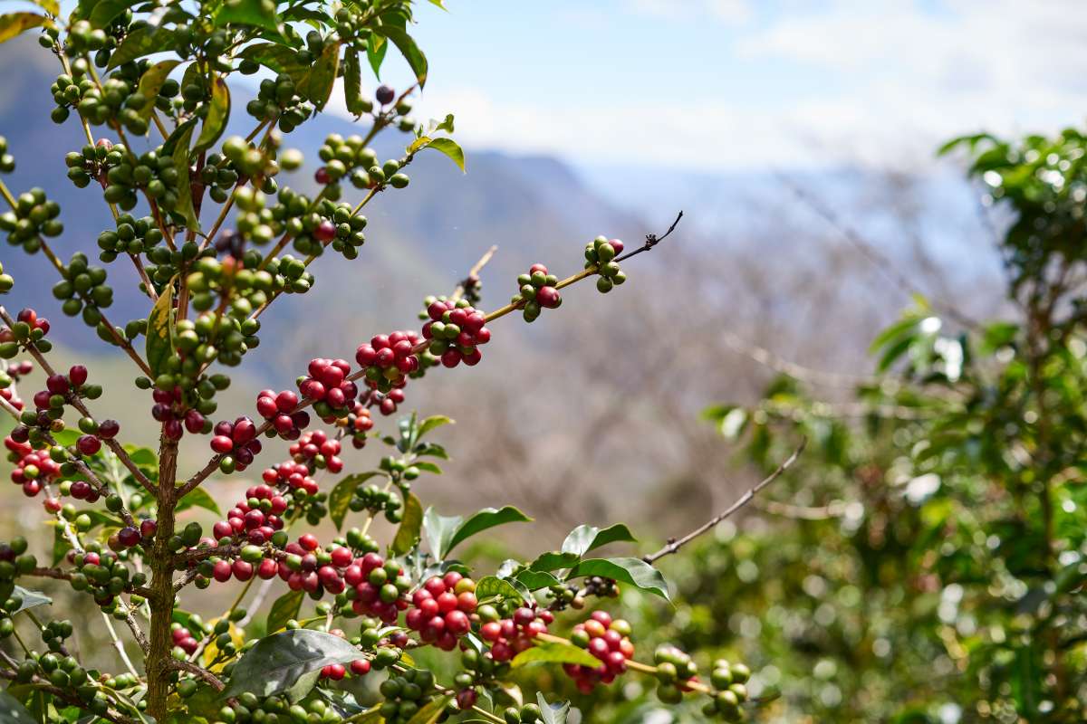 Ecuador Loja Kaffeefarm – Specialty Coffee Origin Ecuador für 19grams.live Roasters Berlin