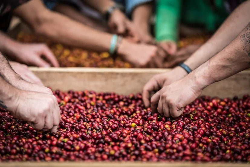19grams El Placer Farm Kolumbien – Hände beim Sortieren frischer Kaffeekirschen, Partnerproduzent Sebastian Ramírez von 19grams Berlin