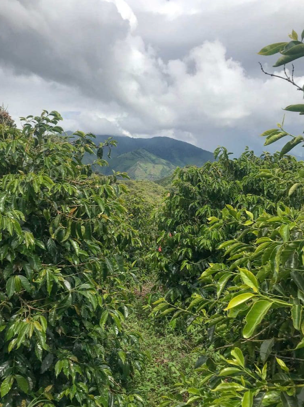 19grams Kaffeefarm El Porvenir in Kolumbien – Kaffeeplantage aus der Vogelperspektive, Ursprung des Specialty Coffee von 19grams.live Roasters Berlin