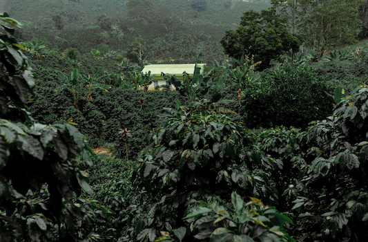 19grams El Placer Farm Kolumbien – üppiger Kaffeeanbau mit Farmgebäude im Hintergrund, Partnerfarm von 19grams.live Roasters Berlin