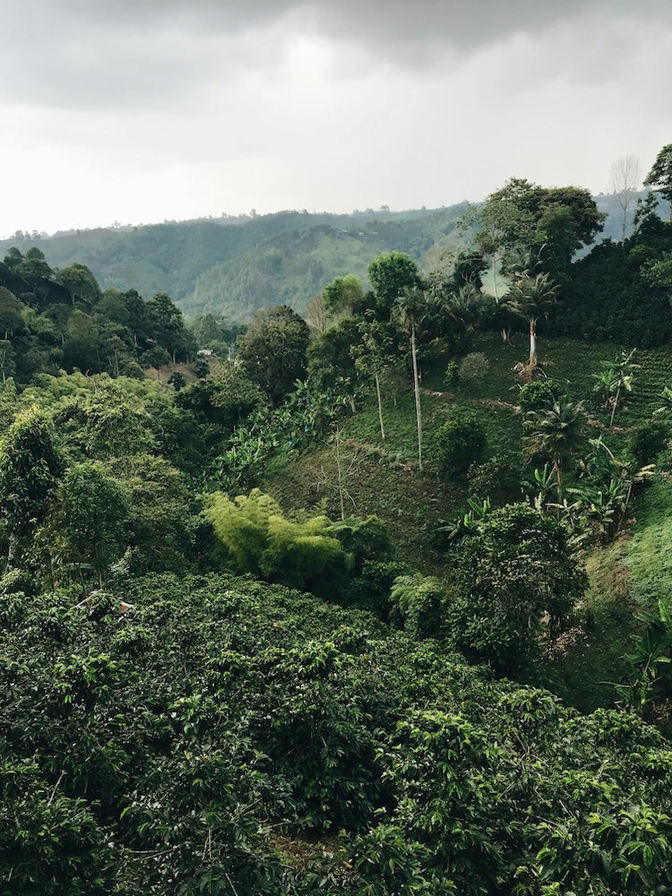 Kaffeefarm El Porvenir in Kolumbien – Kaffeeanbau und Ernte für 19grams Single Origin Specialty Coffee aus Kolumbien