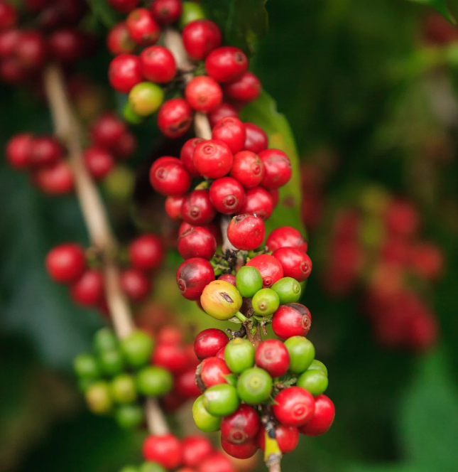 Äthiopien Kebena – Kaffeeplantage Specialty Coffee Herkunftsfoto