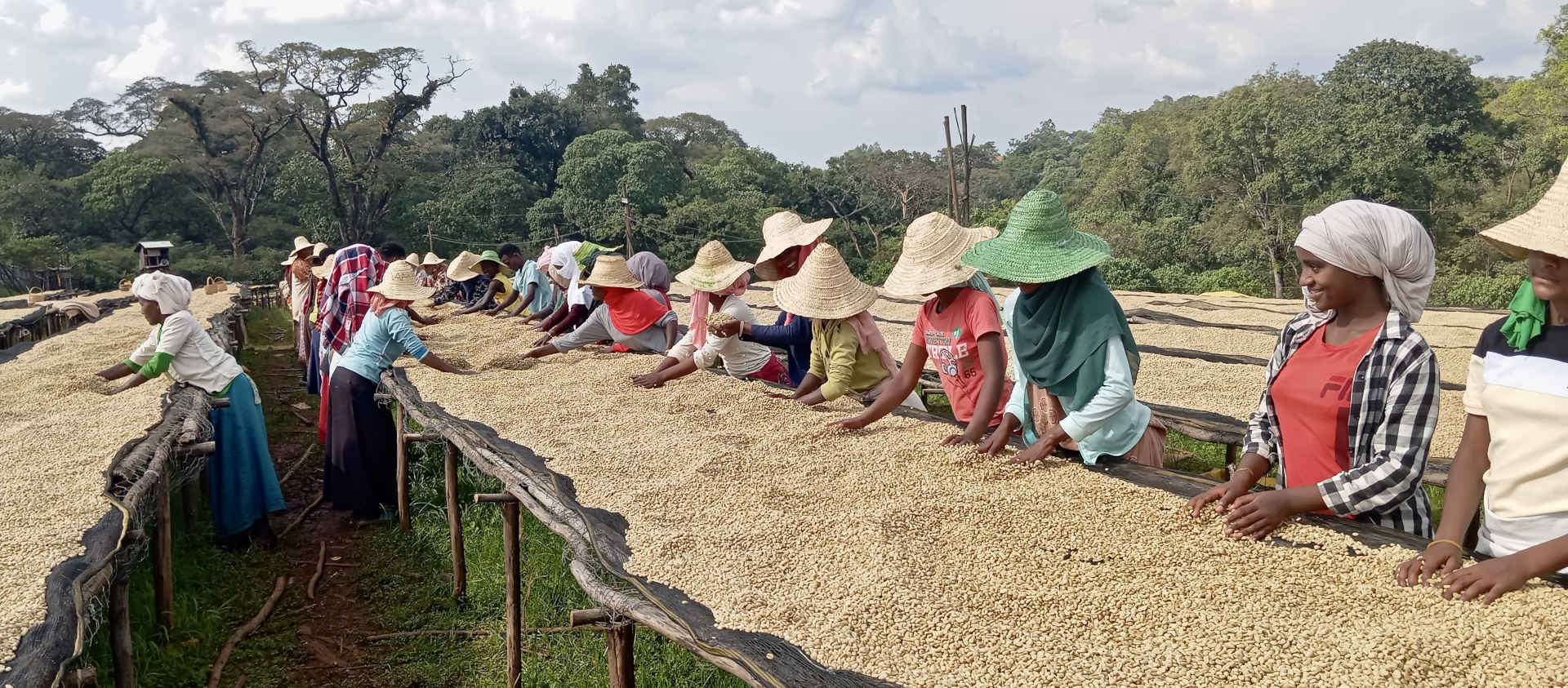 Äthiopien Kebena – Kaffeekirschen Ernte Herkunftsfoto Specialty Coffee