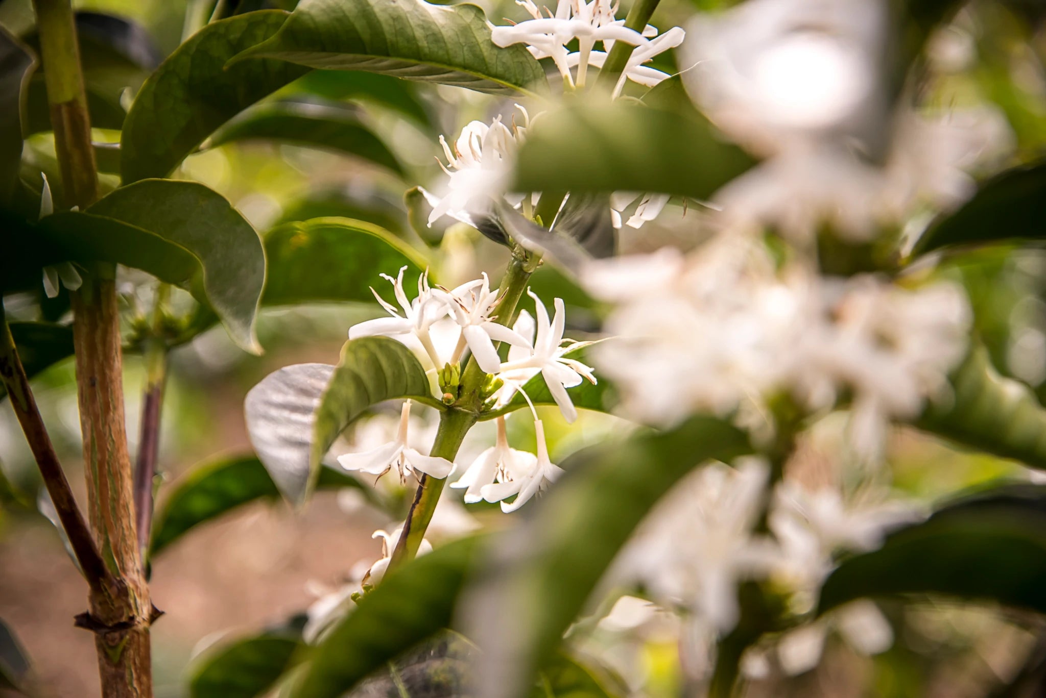 Kaffeeblüten auf der Finca El Paraíso in Kolumbien – Herkunftsfarm eines preisgekrönten 19grams Specialty Coffee
