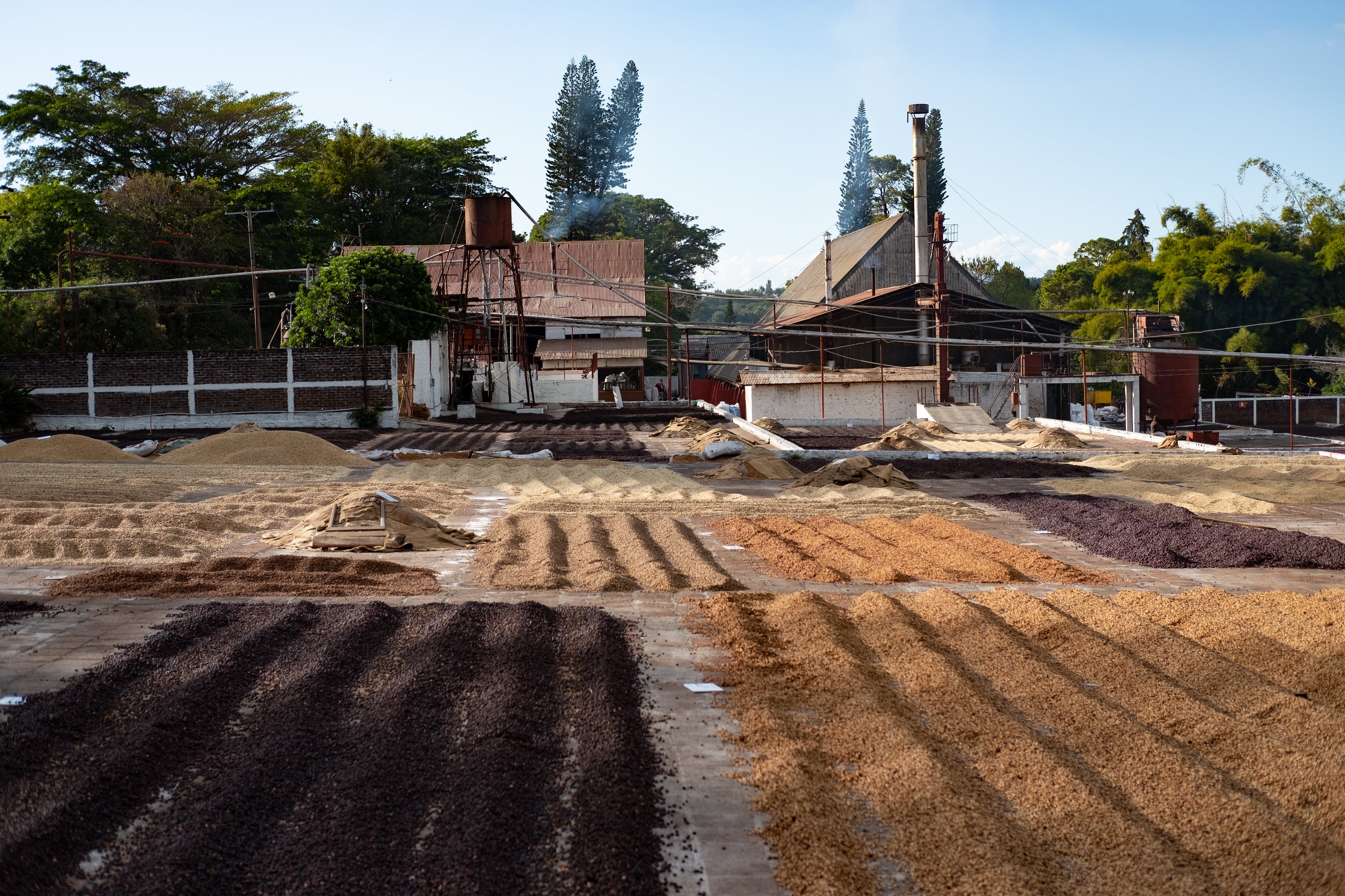 El Salvador Finca Atzumpa – Kaffeepflanzung Herkunftsfoto Specialty Coffee