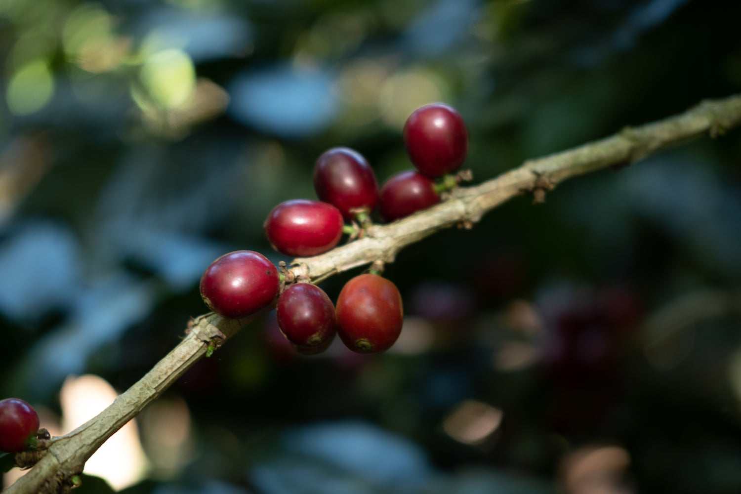 El Salvador Finca Atzumpa – Kaffeekommunität Herkunftsfoto Specialty Coffee