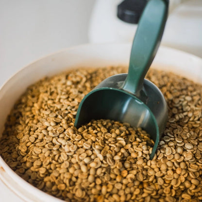 Grüne ungeberöstete Kaffeebohnen im Eimer mit blauer Schaufel – Rohkaffee bei 19grams.live Roasters Berlin, Specialty Coffee Green Beans vor dem Rösten