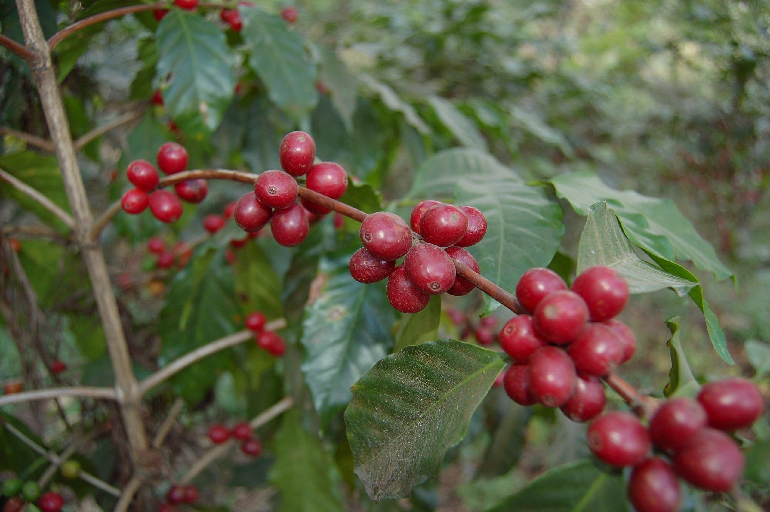 Guatemala Huehuetenango – Kaffeepflanzung Herkunftsfoto Specialty Coffee