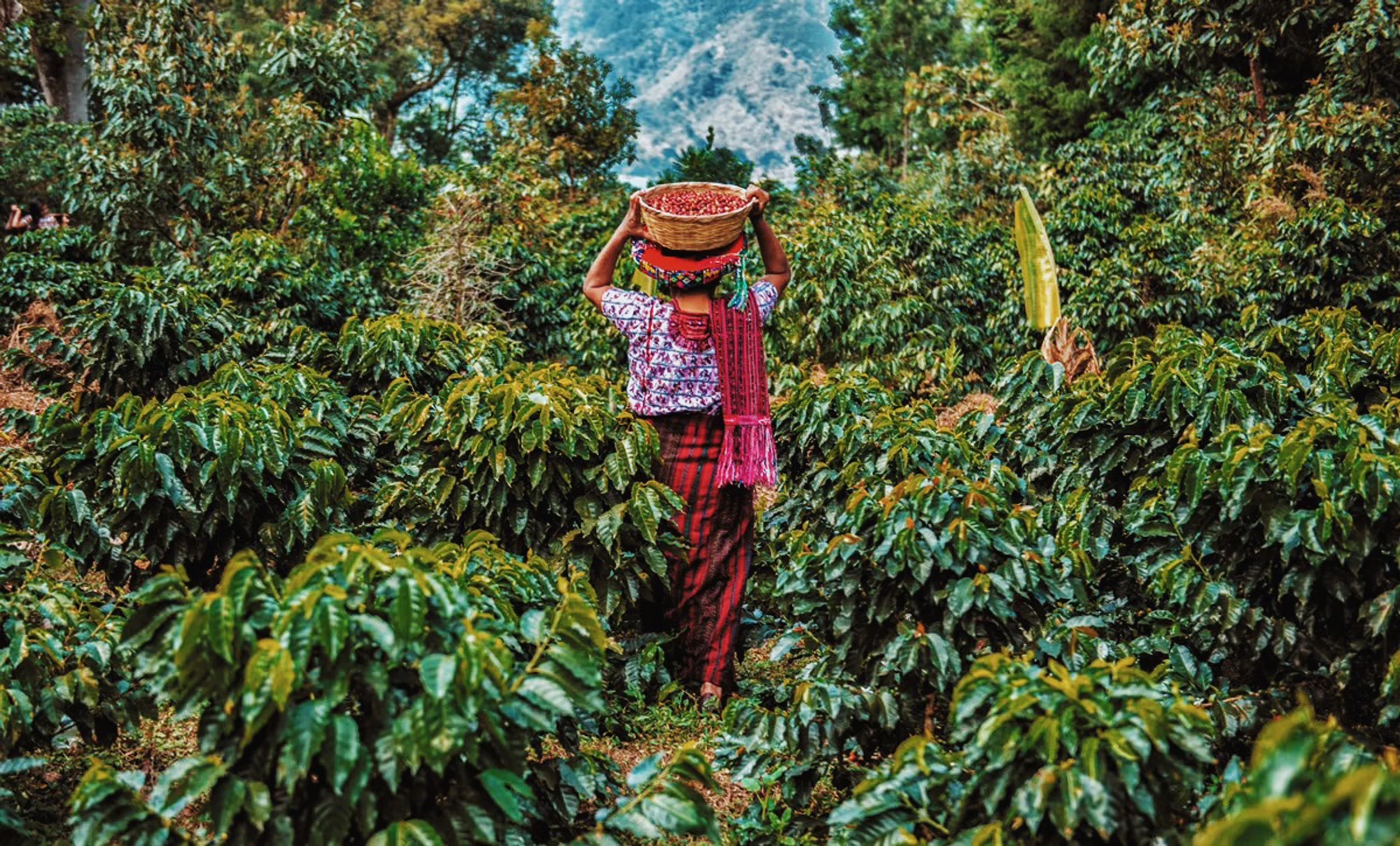 Guatemala Huehuetenango – Kaffeefarm Panorama Herkunftsfoto Specialty Coffee