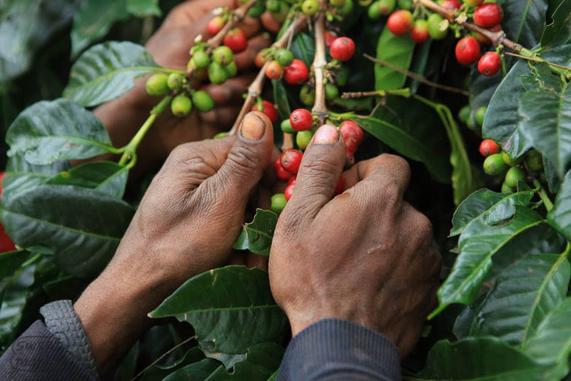 Papua-Neuguinea Hai Tambu – Kaffeebauer erntet reife Kaffeekirschen per Hand bei 19grams