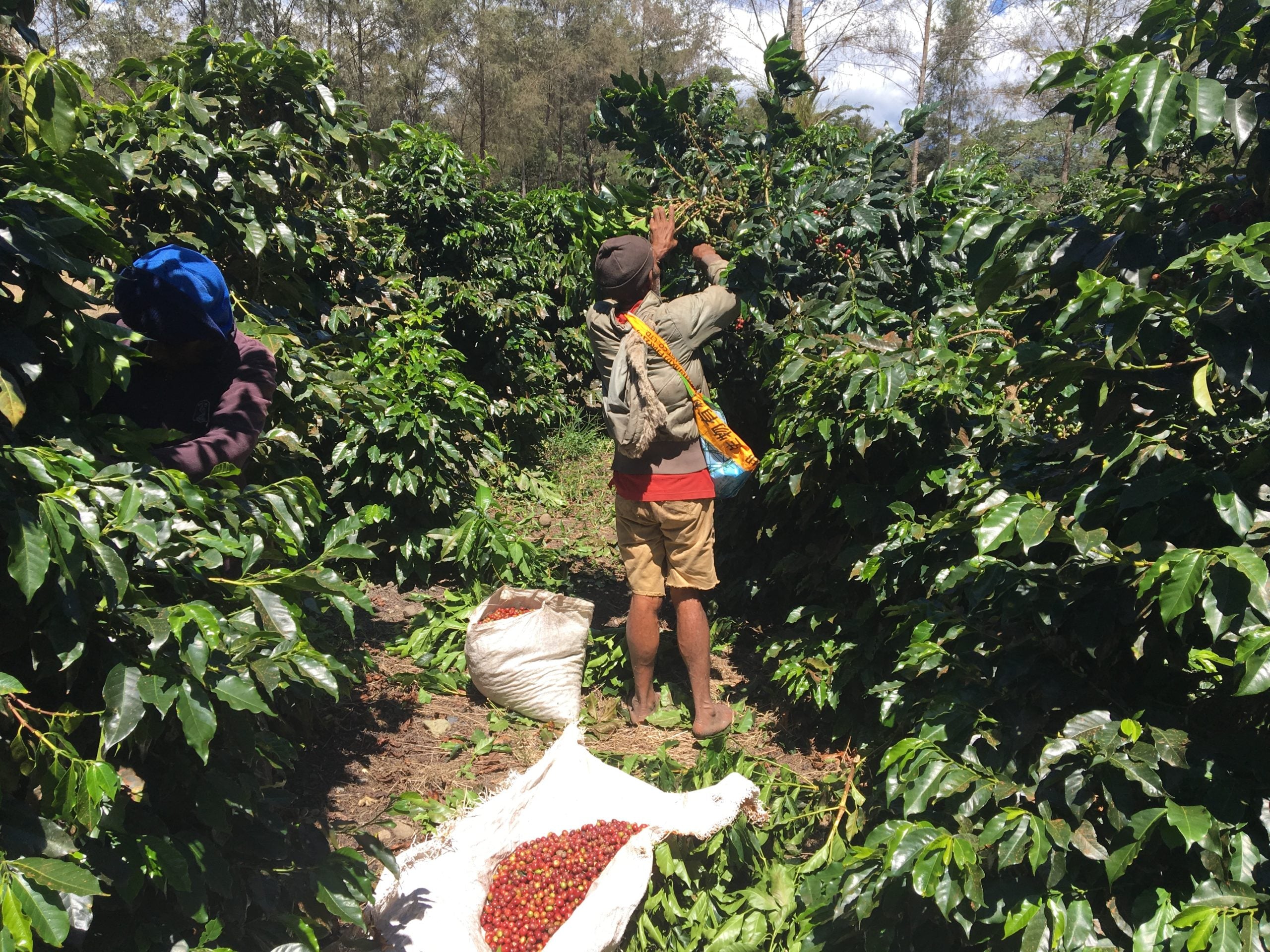 Papua-Neuguinea Hai Tambu – Kaffeebauer Herkunftsfoto Specialty Coffee bei 19grams