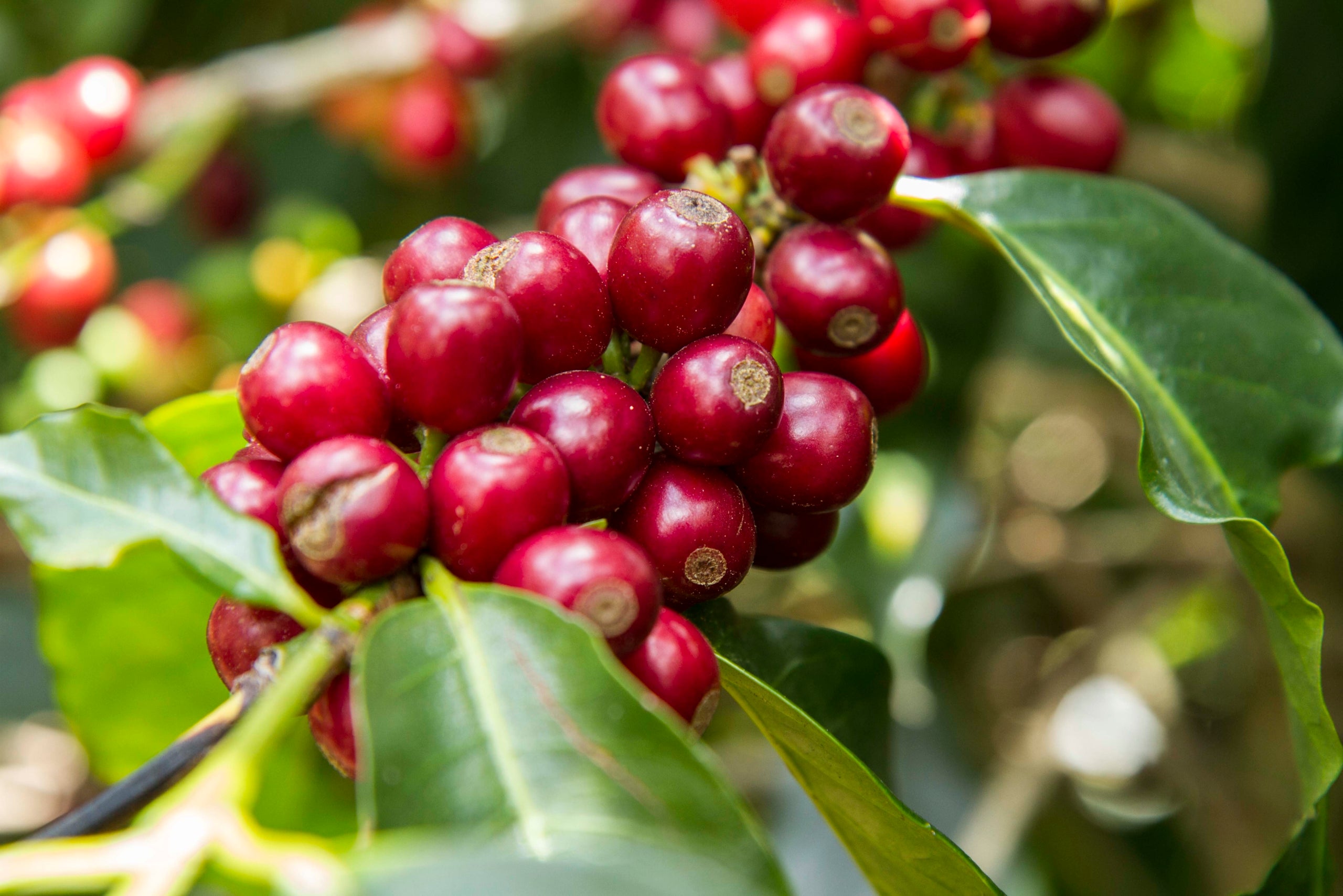 Honduras Guara Azul – Kaffeeplantage Herkunftsfoto Specialty Coffee