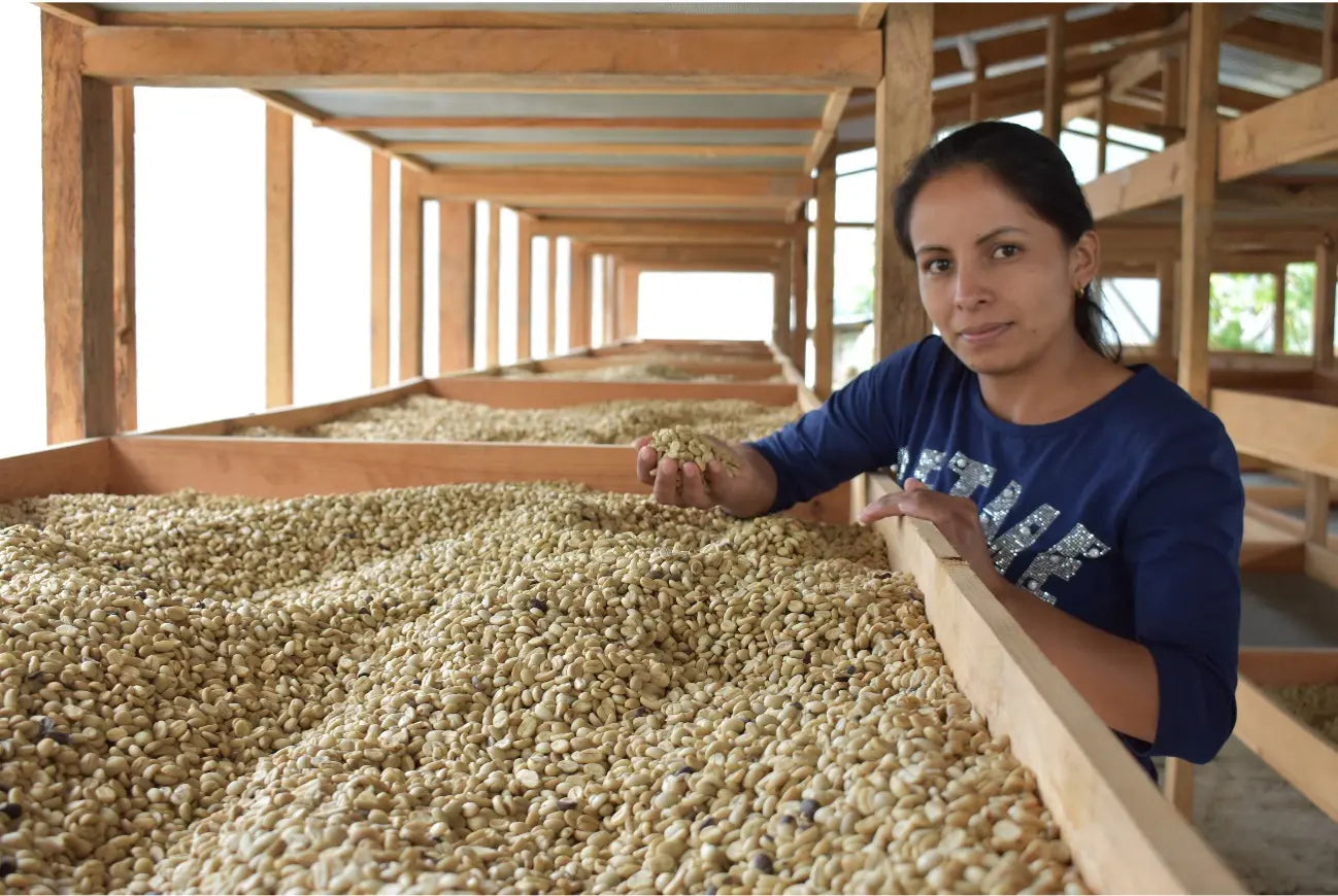 Honduras Los Cedros – Kaffeepflanzung Trockenbetten Herkunftsfoto Specialty Coffee