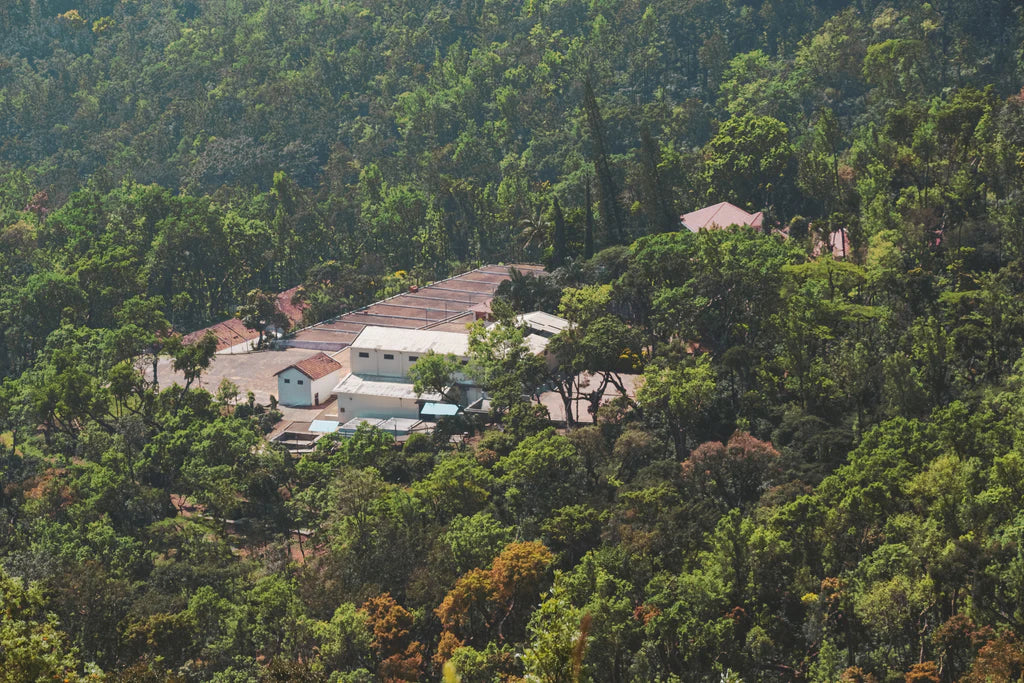 Indien Ratnagiri – Kaffeefarm inmitten tropischen Waldes Herkunftsfoto Specialty Coffee bei 19grams