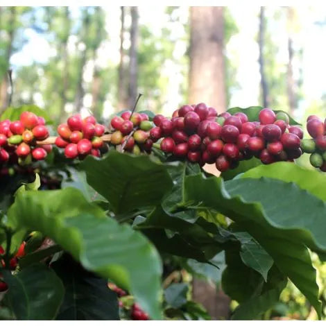 Indien Ratnagiri – Reife Kaffeekirschen am Kaffeebaum Nahaufnahme Specialty Coffee bei 19grams