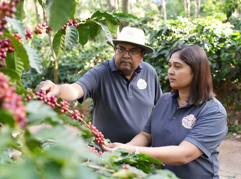 Indien Ratnagiri – Kaffeebauern begutachten reife Kaffeekirschen auf der Farm Herkunftsfoto bei 19grams
