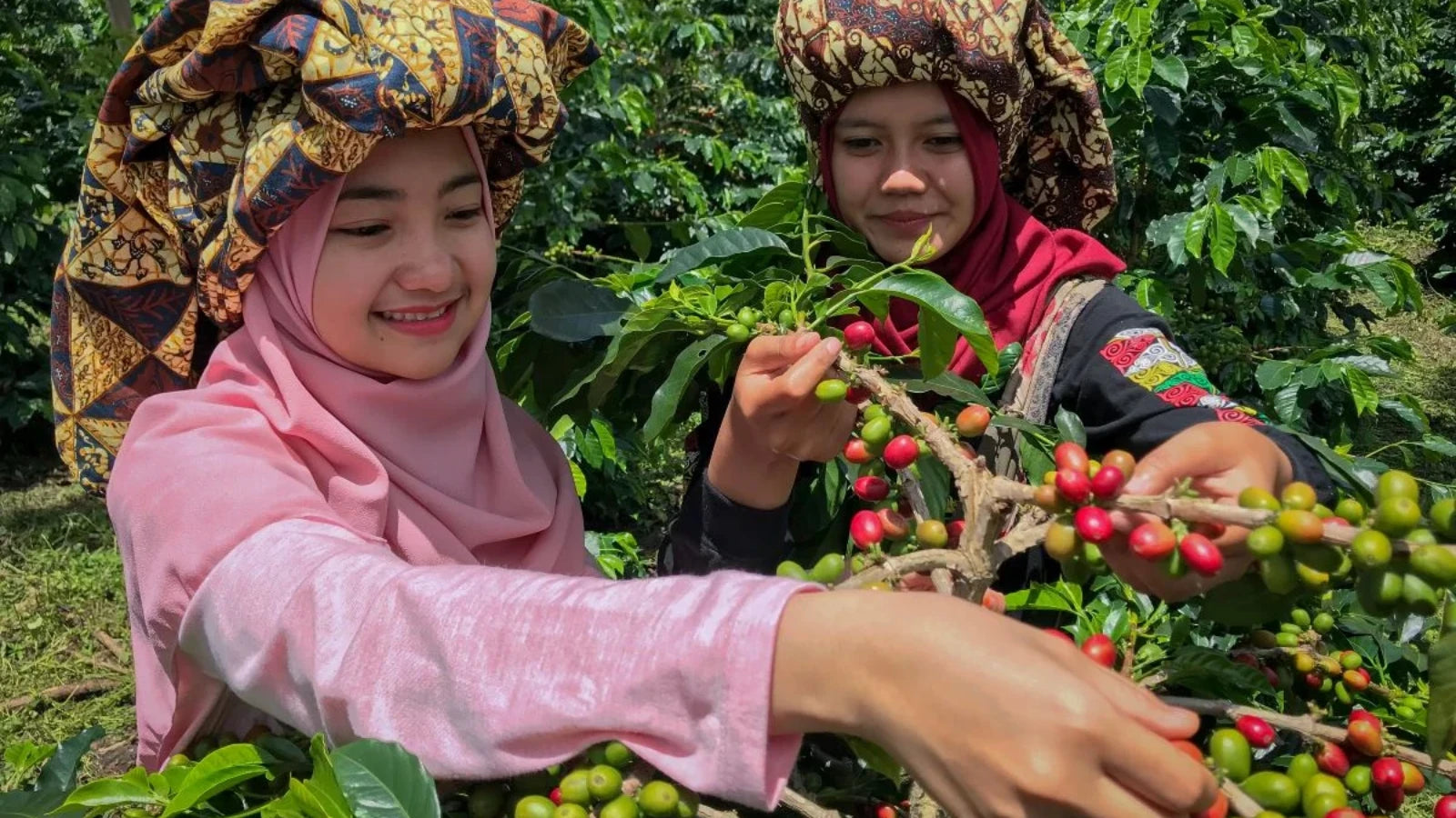 Indonesien Aceh Gayo Wih Ilang – Kaffeekirschen am Strauch, Specialty Coffee Herkunftsfoto