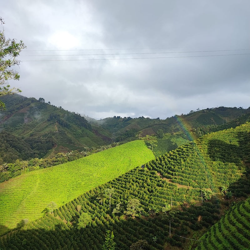 Berglandschaft des Kaffeeanbaugebiets Java Rare Acevedo in Huila, Kolumbien – Herkunftsregion für 19grams Specialty Coffee