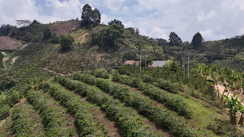 Kaffeeanbaugebiet Java Rare in Acevedo, Huila Kolumbien – Hochlandplantage mit Berglandschaft für 19grams Specialty Coffee
