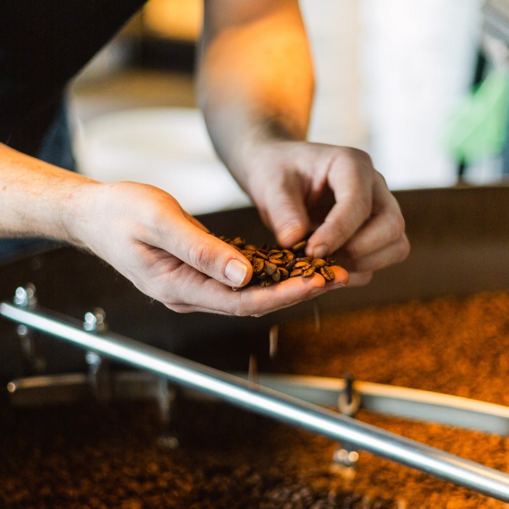 Röster hält frisch geröstete Kaffeebohnen aus der Probat Röstmaschine bei 19grams – Kaffee-Röst-Kurs mit Arundhati Shenoy, Specialty Coffee Rösten lernen Berlin