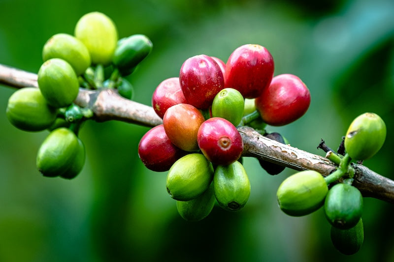 19grams Verschiedene reife Kaffeekirschen am Stiel – Specialty Coffee Anbau Stimmungsbild für 19grams.live Roasters Berlin